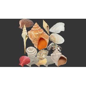 3D Seashells Collection V2 model